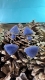 Brinco Bach Blue Onyx Gold